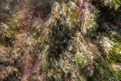 Aplysiopsis formosa