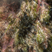 Aplysiopsis formosa