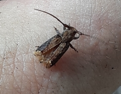 Pterolophia crassipes