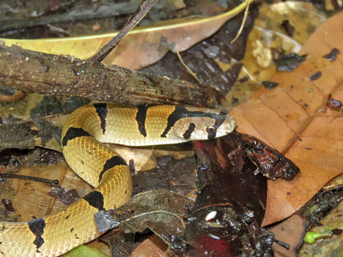 Photo of a Northern Short-headed Snake (Oligodon ancorus)