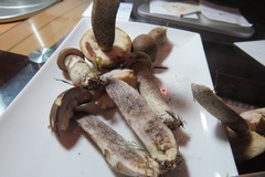 Leccinum griseonigrum