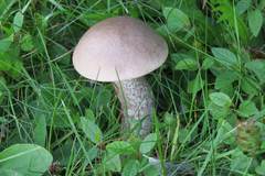 Leccinum griseonigrum