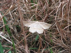 Euchlaena marginaria