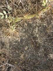 Cylindropuntieae