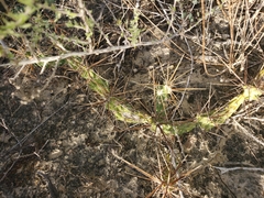 Cylindropuntieae