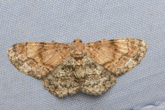 Abaciscus tristis