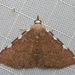 Corgatha pseudominor - Photo (c) budak, algunos derechos reservados (CC BY-NC), subido por budak