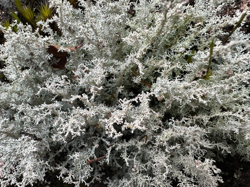 Stereocaulon ramulosum, 2025-07-11