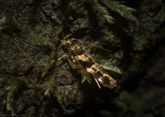 Limnaecia leptomeris