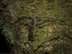 Pentacosmia conferta