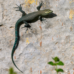 Dalmatolacerta oxycephala