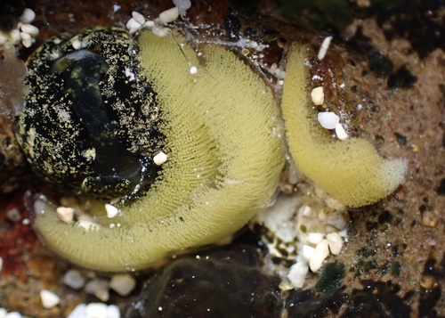 Smaragdinella calyculata observed 2025-07-13