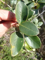 Olea capensis capensis