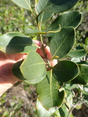Olea capensis capensis