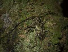 Pentacosmia conferta