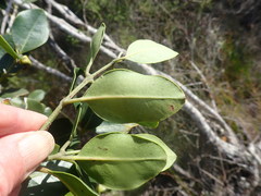 Olea capensis capensis