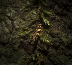 Limnaecia leptomeris