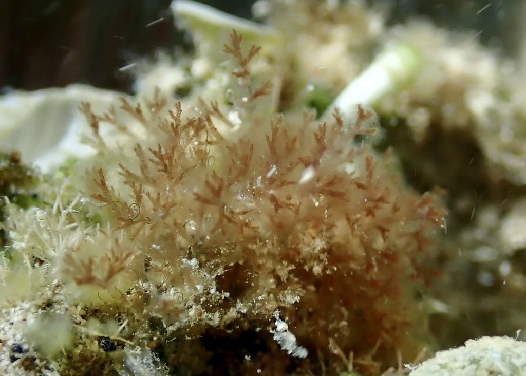 Melanothamnus hawaiiensis