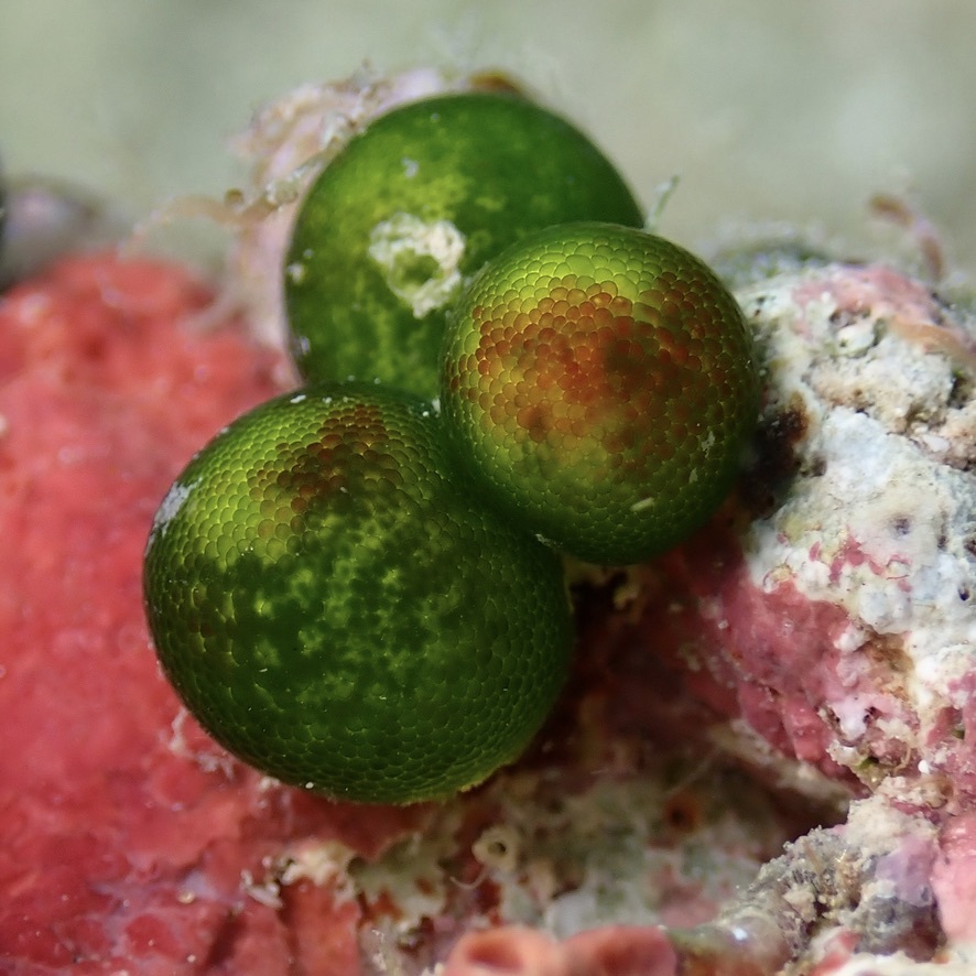 Bornetella sphaerica