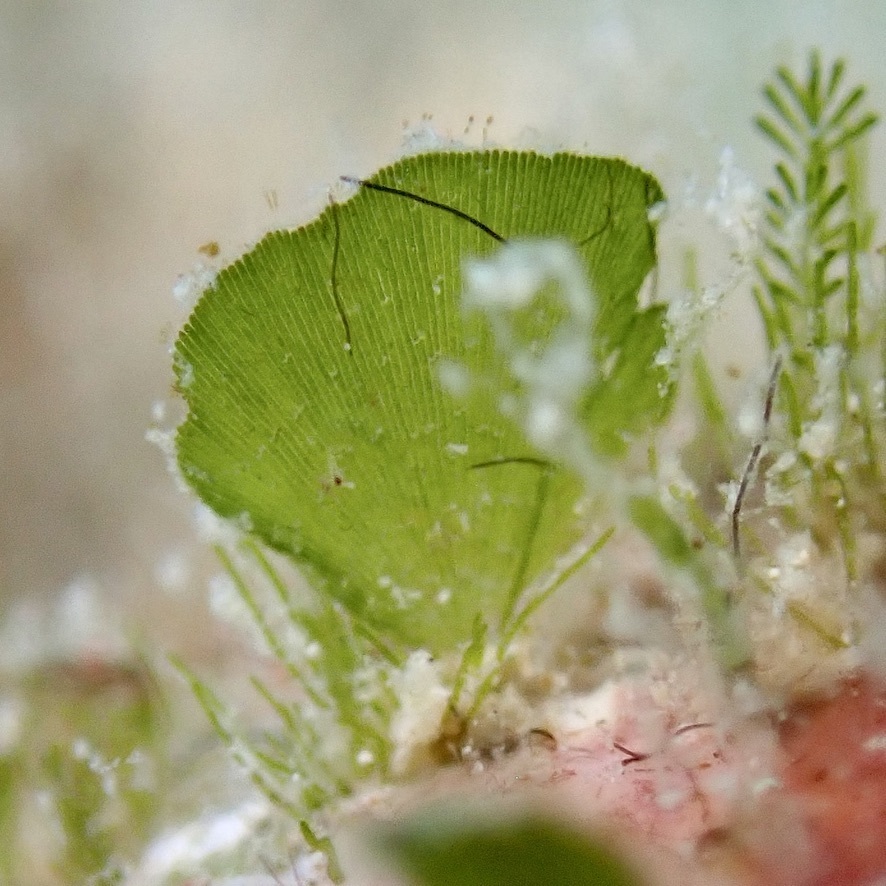 Rhipidosiphon javensis