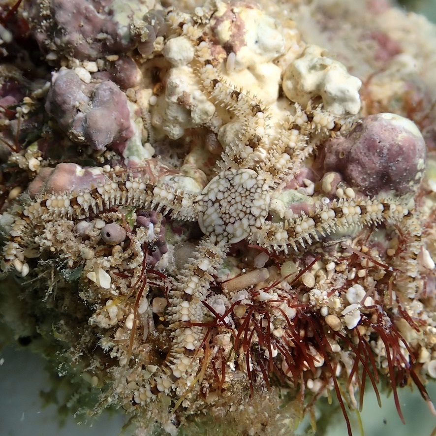 Breviturma brevipes