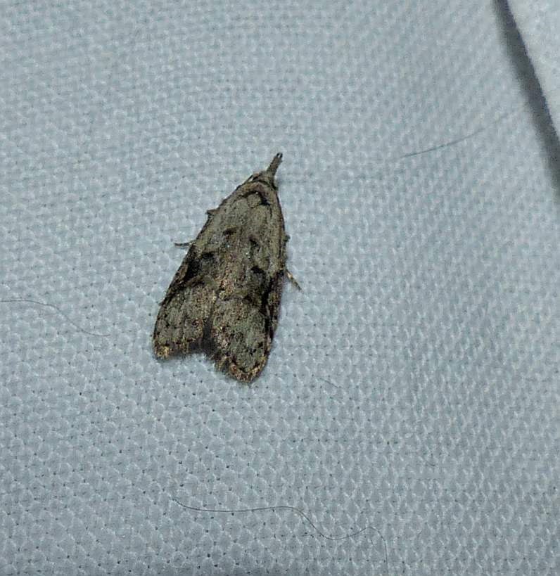 Currant Fruitworm Moth