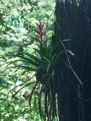 Tillandsia yunckeri