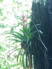Tillandsia yunckeri