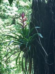 Tillandsia yunckeri