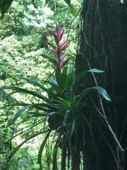 Tillandsia yunckeri