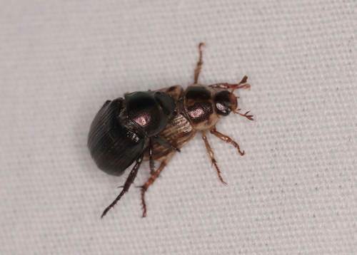 Oriental Beetle, photo 3 of 8