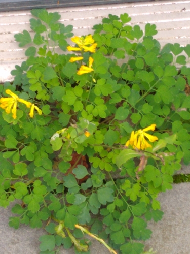 Yellow Corydalis