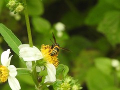 Euodynerus dantici violaceipennis