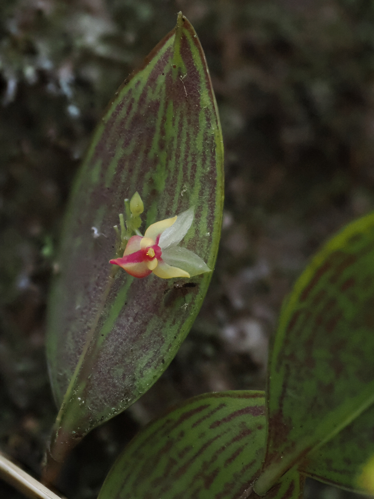 Lepanthes atwoodii