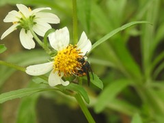Euodynerus dantici violaceipennis