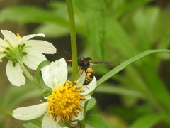 Euodynerus dantici violaceipennis