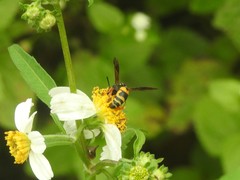 Euodynerus dantici violaceipennis