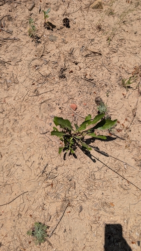 Southwestern Beardtongue (Penstemon laevis)