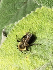 Bombus impatiens