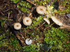 Mycena clavicularis