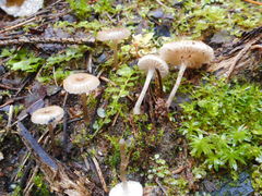 Mycena clavicularis