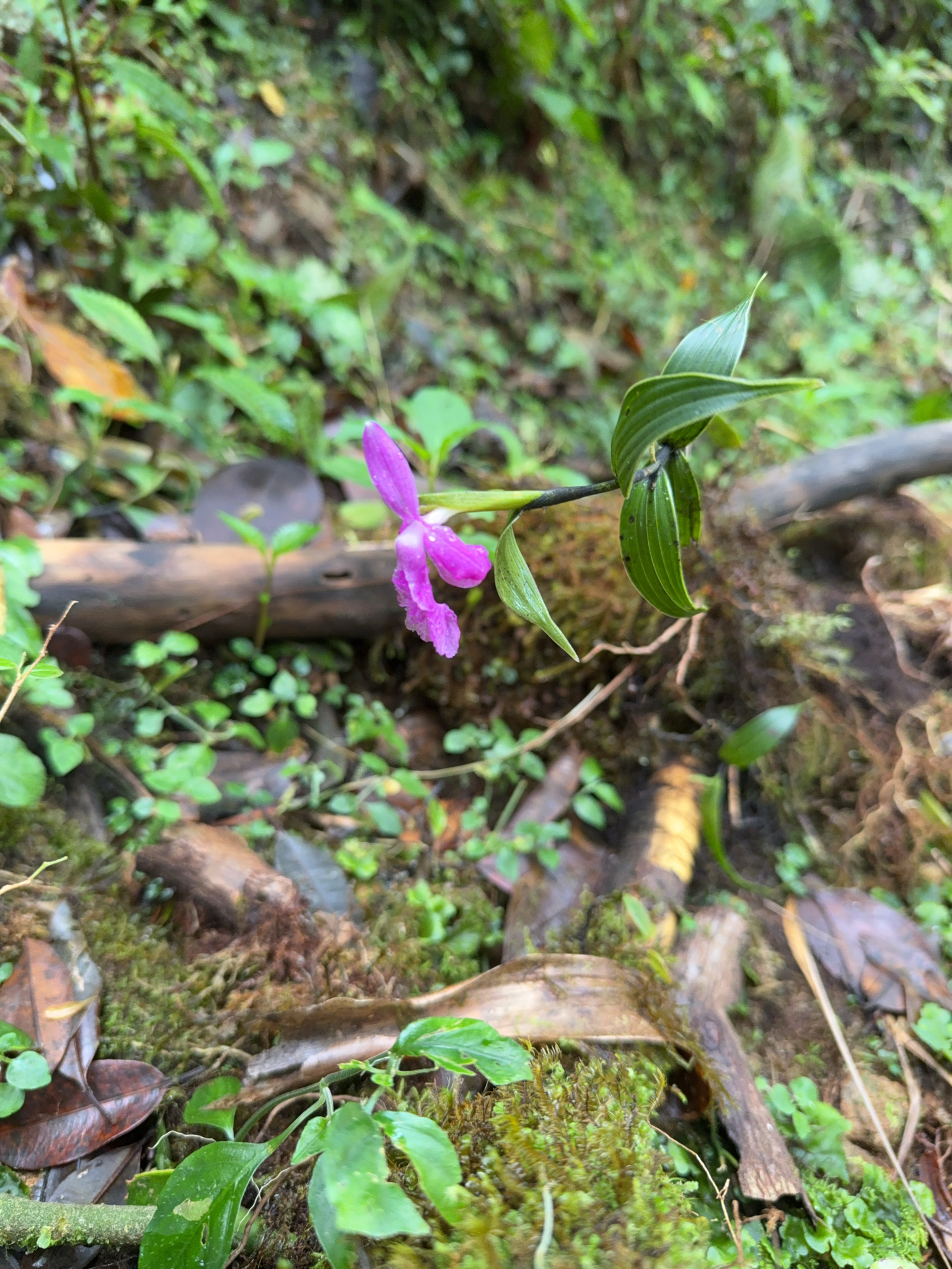 Sobralia amabilis