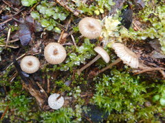 Mycena clavicularis