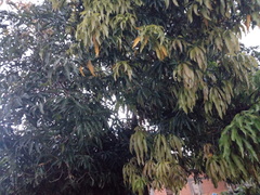Mangifera indica