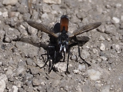 Unknown species found near City of Rocks National Reserve, Oakley, ID, US