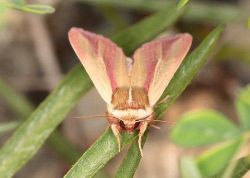 Pink Streak Moth photo 2