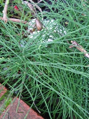 Equisetum arvense