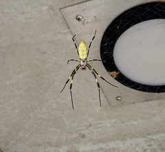 Trichonephila clavata