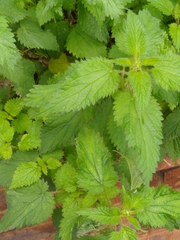 Urtica dioica