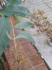 Buddleja davidii